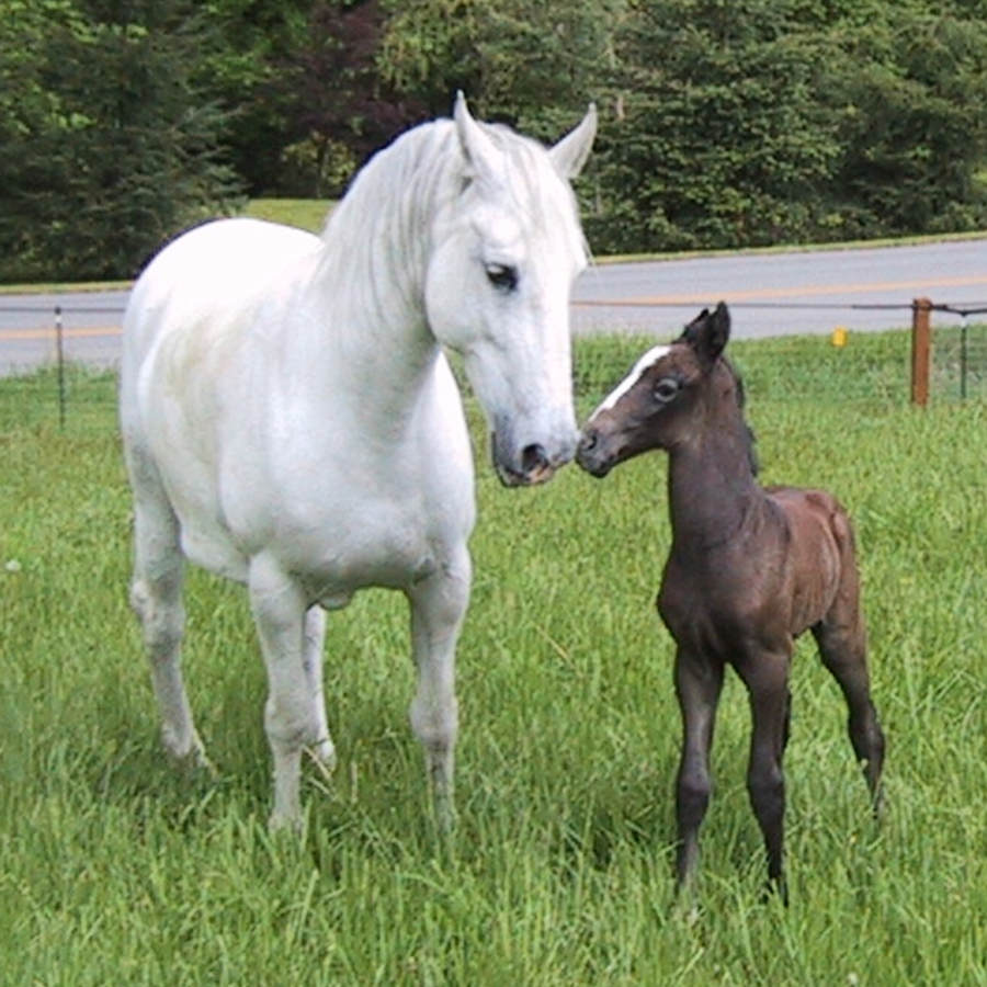 Shama being an awesome mom