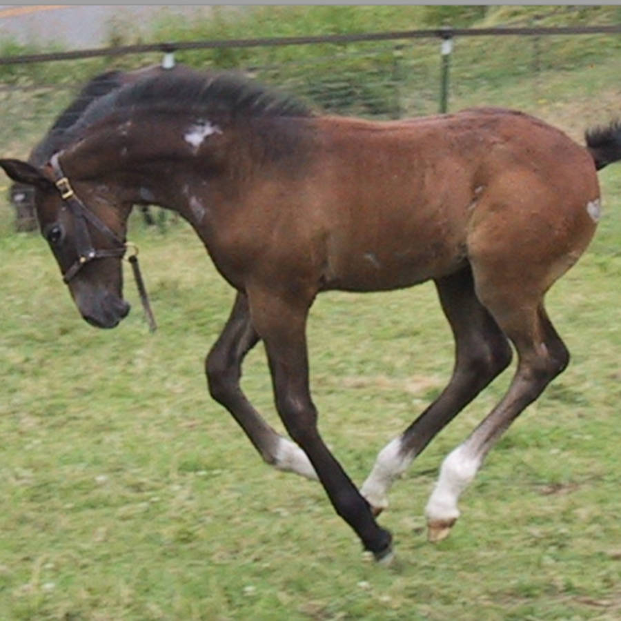 Happy foal