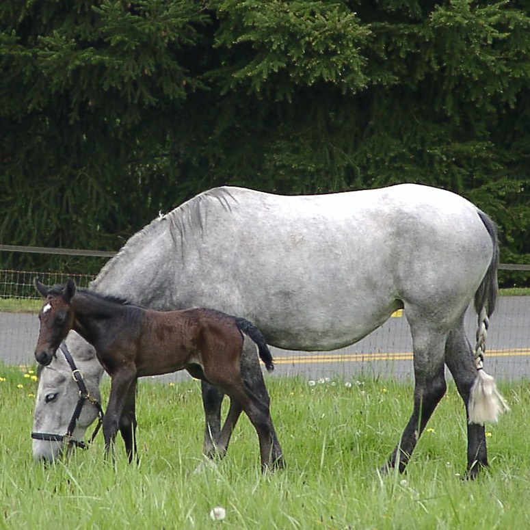 Mare and foal