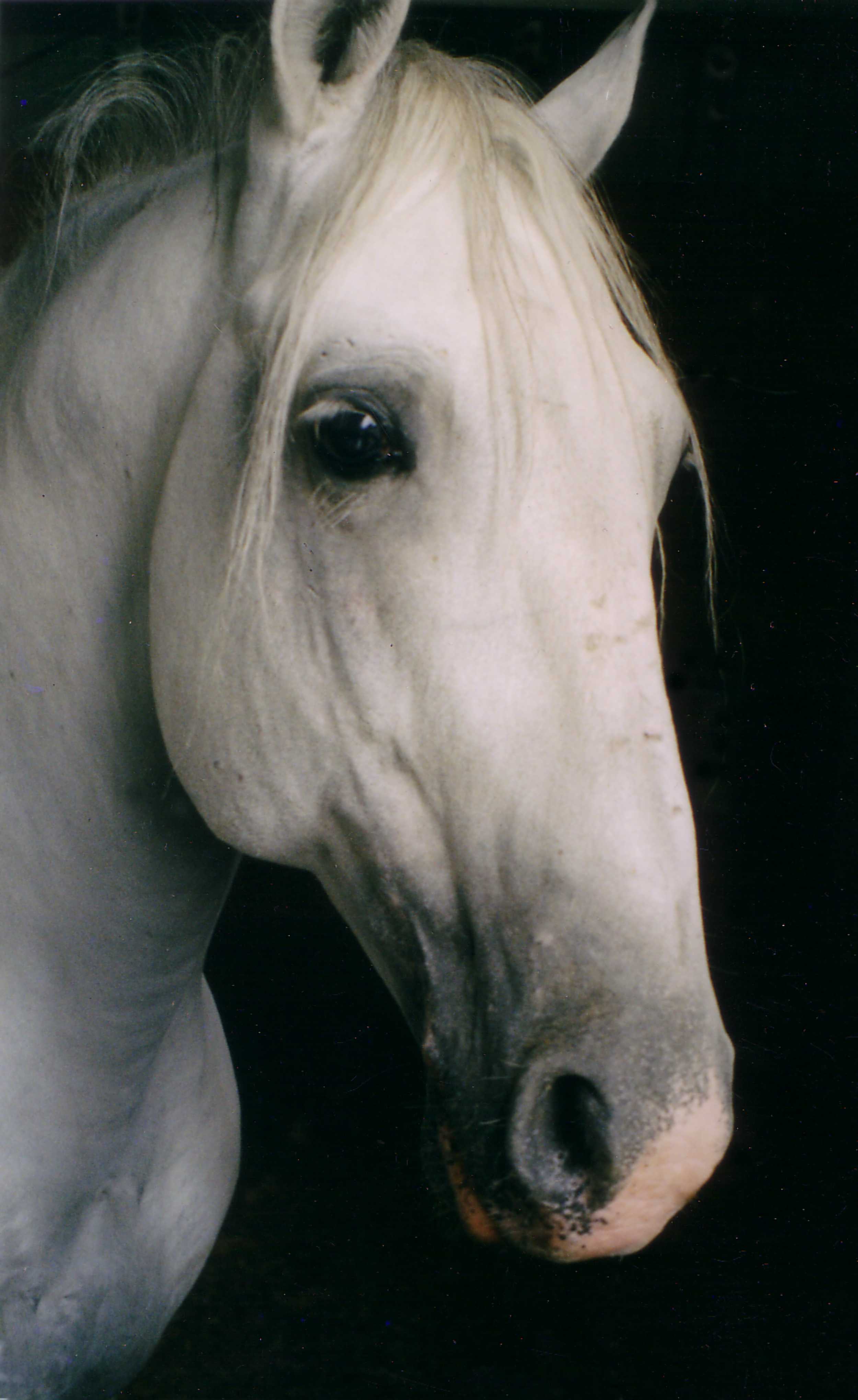 Magic - Lipizzan stallion